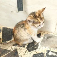 واگذاری بچه گربه