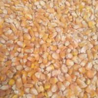 خوراک دام ذرت جو|حیوانات مزرعه|شاهینشهر, خبرنگار|دیوار