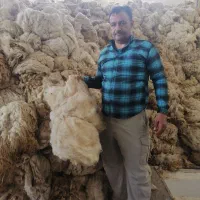 پشم سفید درجه یک