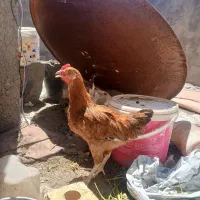 خروس