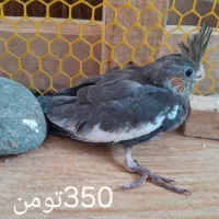عروس هلندی|پرنده|لنگرود, |دیوار