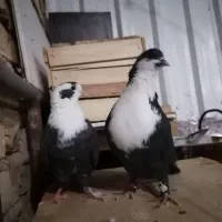 کبوتر کراواتی|پرنده|شیراز, نصر|دیوار