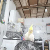 عروس هلندی