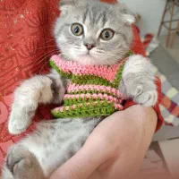 کربه اسکاتیش فولد