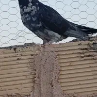 کفتر پرشی|پرنده|اصفهان, کوی امیریه|دیوار