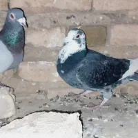 مسافتی|پرنده|اهر, |دیوار