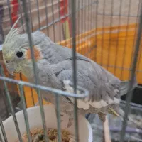 فروش عروس هلندی نر|پرنده|اسلامشهر, مظفریه|دیوار