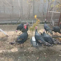 بوقلمون|حیوانات مزرعه|بناب, |دیوار