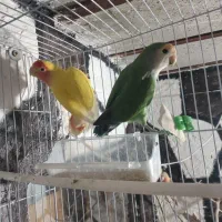 طوطی کوتوله برزیلی