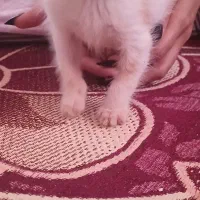 گربه ماده کوچک