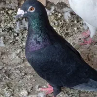 سینه سار سرور