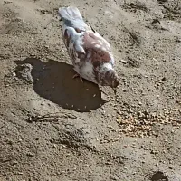 کبوتر سالم است