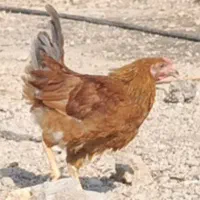 جوجه ۳ ماهه|حیوانات مزرعه|شیراز, حومه شیراز|دیوار