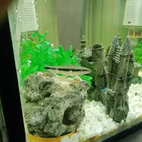 ماهی کت سیامی و کت برنز