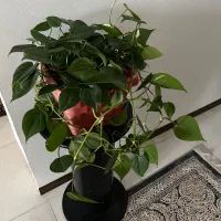 گب پتوس قلبی طبیعی