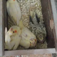 جوجه سرلاکی عروس هلندی