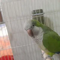 طوطی رهب سخنگو با کوتوله