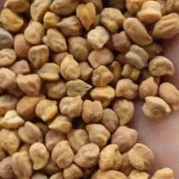 نخود قرمز