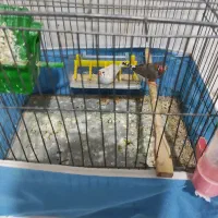 یک جفت فنچ نر و ماده تخمگذار