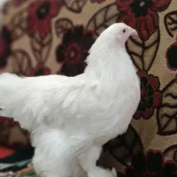مرغ و خروس برهما|حیوانات مزرعه|اهواز, کوی مهدیس|دیوار