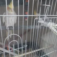 عروس هلندی جفت