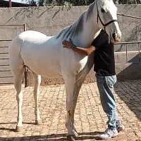 اسب