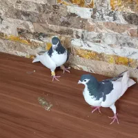 چادری جفت کفتر چپ|پرنده|محمدشهر, محمدشهر|دیوار