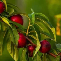 تولید نهال شلیل رفعتی|خدمات باغبانی و درختکاری|مشکیندشت, |دیوار