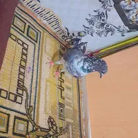کبوتر غاره نژاد با کیفیت|پرنده|آق قلا, |دیوار