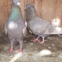 کفتر قهوه ایی دم سفید