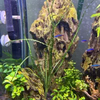 گیاه پلنت انوبیاس|ماهی|تهران, منیریه|دیوار