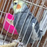 4 عدد عروس هلندی نژادهای لوتینو و ابلق و سیامون|پرنده|مشهد, ادیب نیشابوری (شهرک غرب)|دیوار