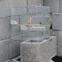 سهره کت باز کن درجه یک بی دون ایراد