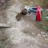 اردک روسی با جوجه