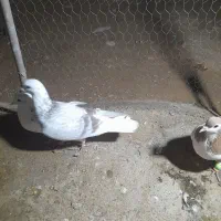 کبوتر|پرنده|اسفراین, |دیوار