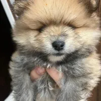 واگذاری پامرانین خرسی|سگ|کرمان, |دیوار