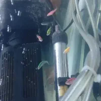 اکواریوم ماهی|ماهی|علیآباد کتول, |دیوار