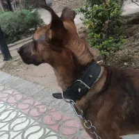 میکس دوبرمن و ژرمن|سگ|تهران, پیکان شهر|دیوار