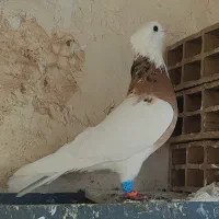 طوقی هفت رنگ|پرنده|اقبالیه, |دیوار