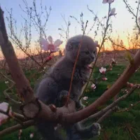 گربه برتیش با اصالت نر  شناسنامه دار  ۸ماهه|گربه|تهران, فرودگاه مهرآباد|دیوار
