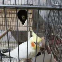 عروس هلندی جفت مولد
