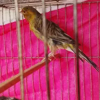 قناری سوپر سبز چمنی نروماده