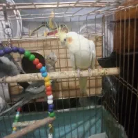 عروس هلندی سلام|پرنده|اسدآباد, |دیوار