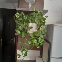 گل پتوس وسانسوریا