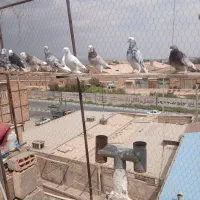 حیوون پرشی ۱۲عدد