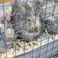 جوجه سرلاکی عروس هلندی