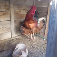 ۲ عدد خروس محلی