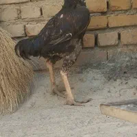 خروس لاری اصل