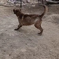 سگ ماده خراسانی ۳سال گله ی گیرنده