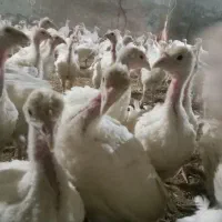 بوقلمون ۲ کیلویی|حیوانات مزرعه|مشگین شهر, |دیوار